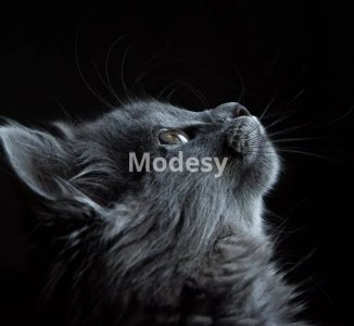 Adorable animals photo pack